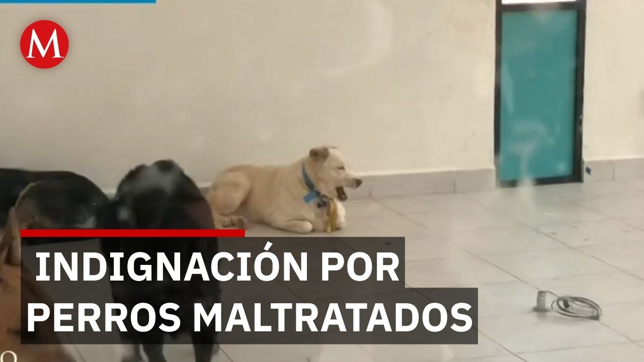 Activistas exigen claridad tras denunciar maltrato de perros en el Deportivo Galeana