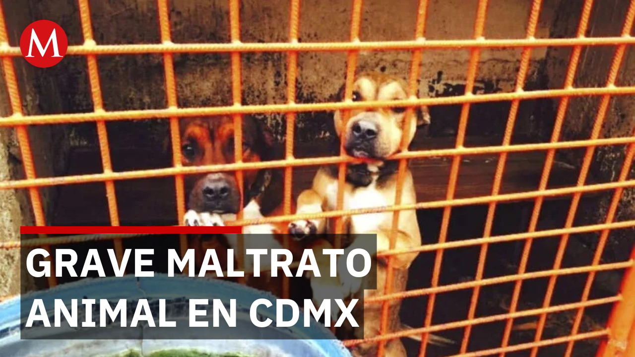 CDMX: caso del Refugio Franciscano, entre los peores de maltrato animal, señala Medio Ambiente