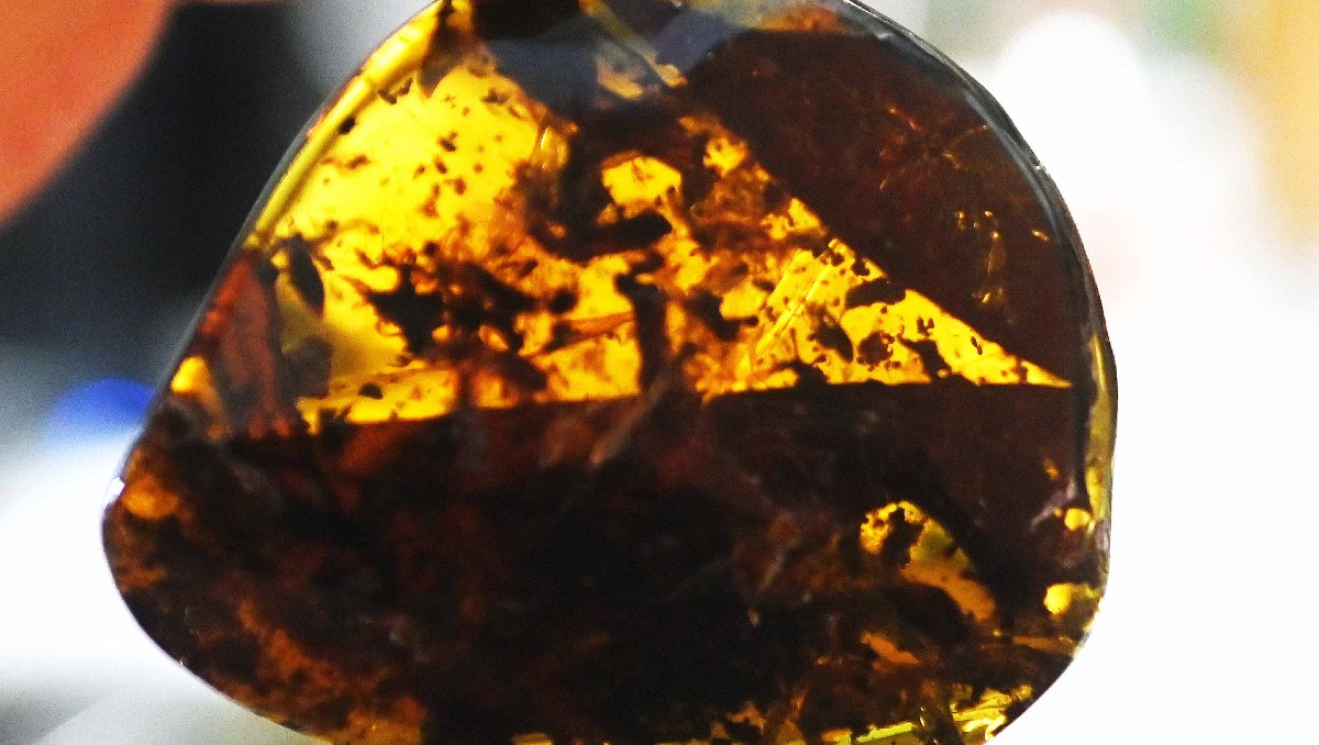 Sorpresa en Chiapas; científicos descubren árbol productor de ámbar