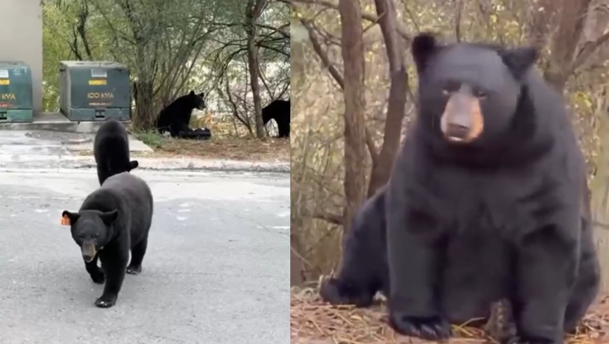 Los avistamientos fueron en distintos puntos del área metropolitana.
