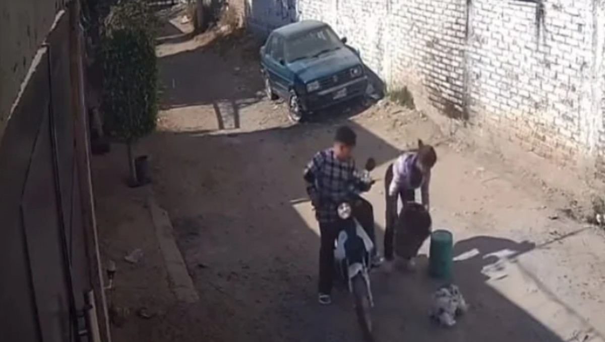 Maltrato animal en León: abandonan gatito amarrado dentro de bolsa | Especial