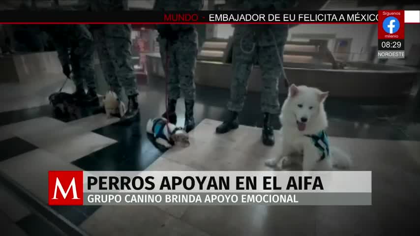 Perros de la Guardia Nacional apoyan a pasajeros en el AIFA