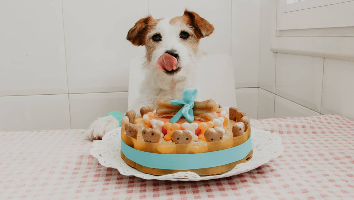 Pastel de zanahoria saludable para consentir a tus peludos