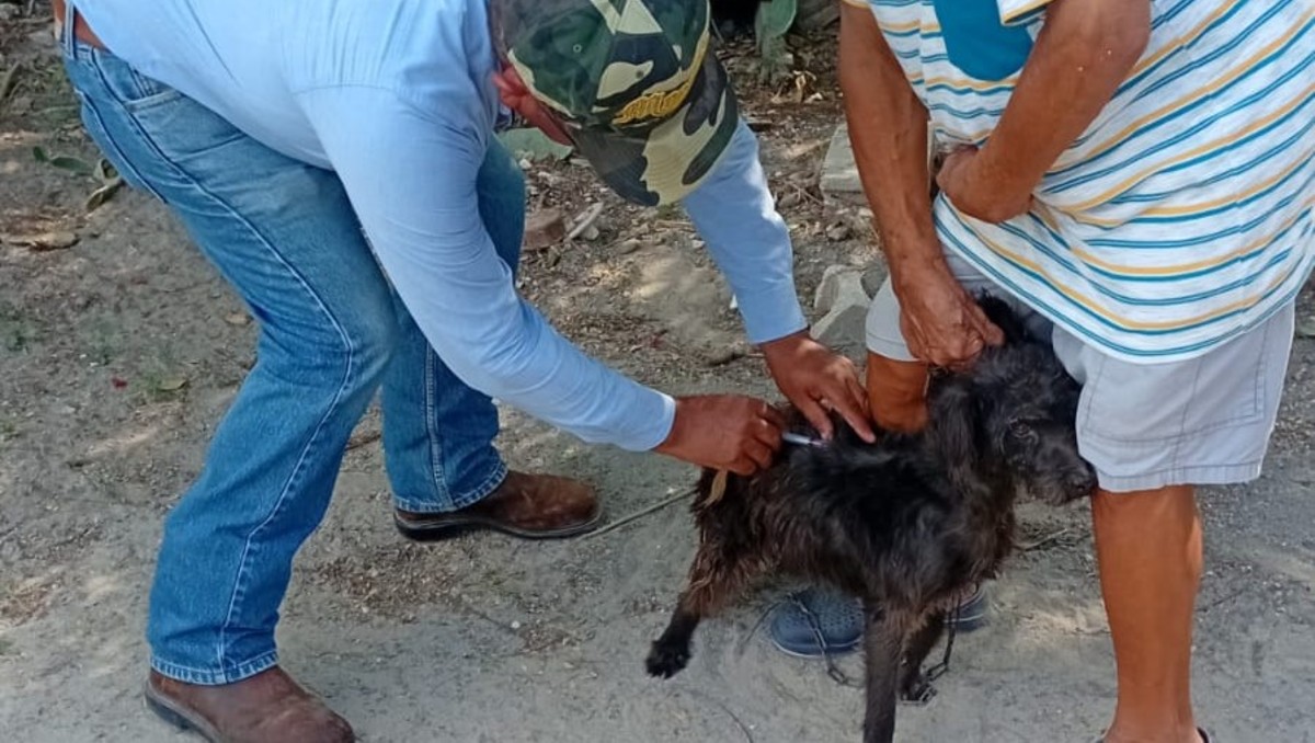 Tamaulipas fue uno de los siete estados del país que en 2025 tuvieron casos de tifo murino