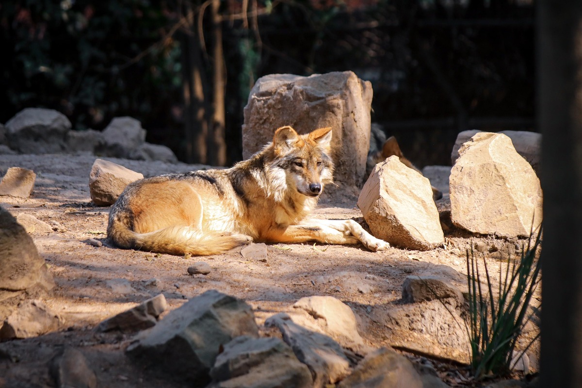 Lobo mexicano. | Especial