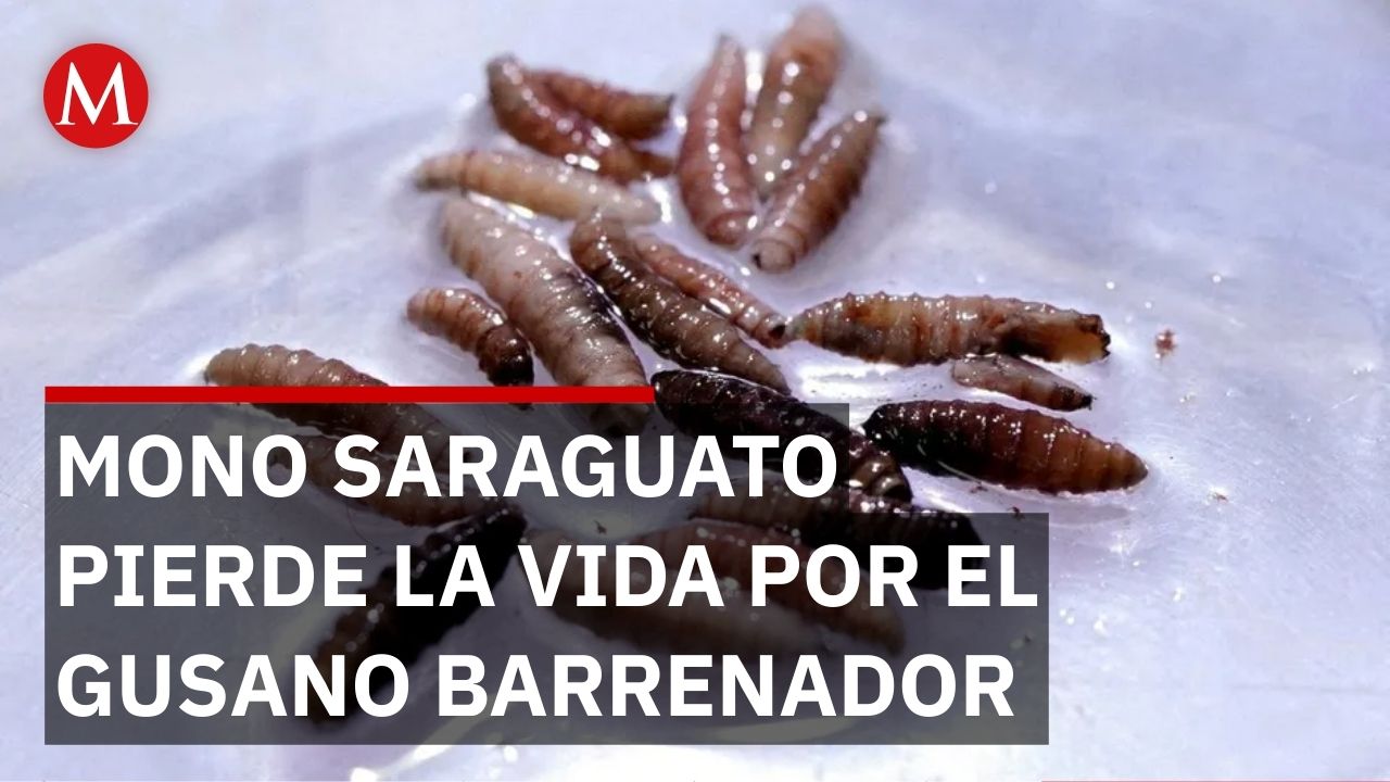 Muere un mono saraguato al ser infestado por la plaga del gusano barrenador