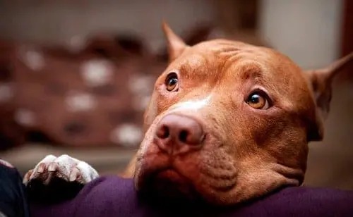 Aunque el pitbull suele ser señalado como una raza agresiva, especialistas advierten que el riesgo real no depende del animal (Especial)