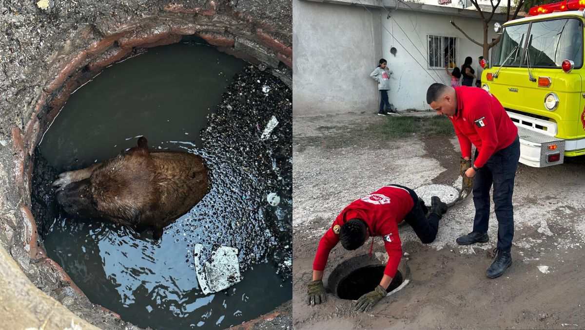 Al arribo de las autoridades, el canino trataba de mantenerse a flote y ya sufría por la hipotermia. | Especial