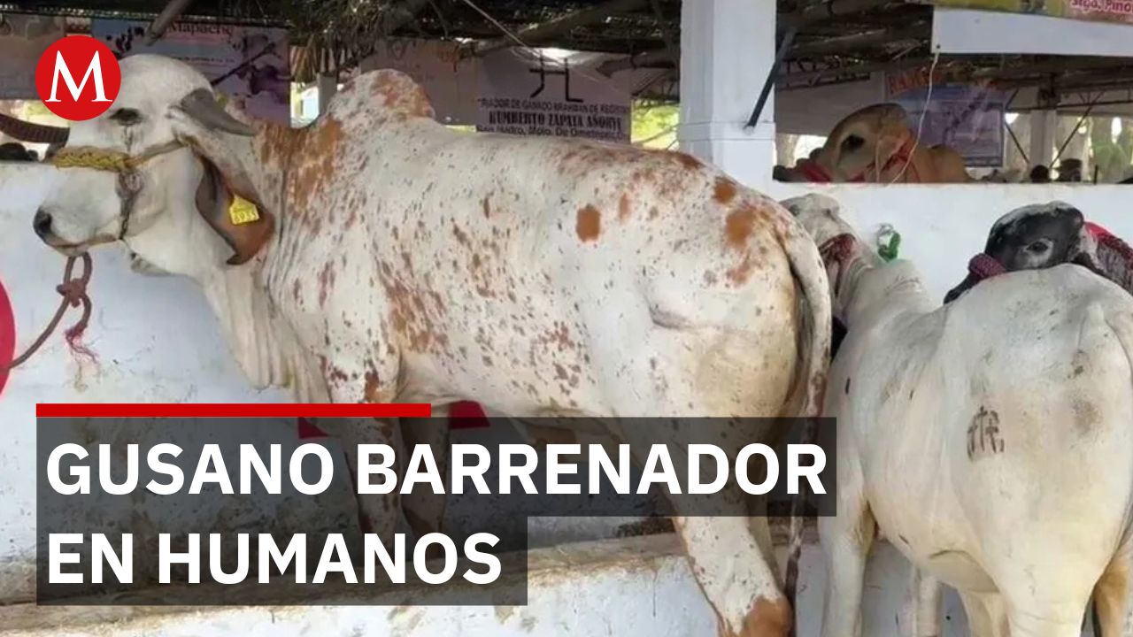 Autoridades confirmaron el tercer caso en humanos de gusano barrenador en Oaxaca