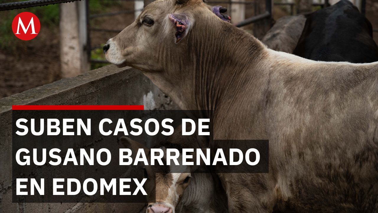 Edomex reporta 10 casos de gusano barrenador y refuerzan vigilancia sanitaria