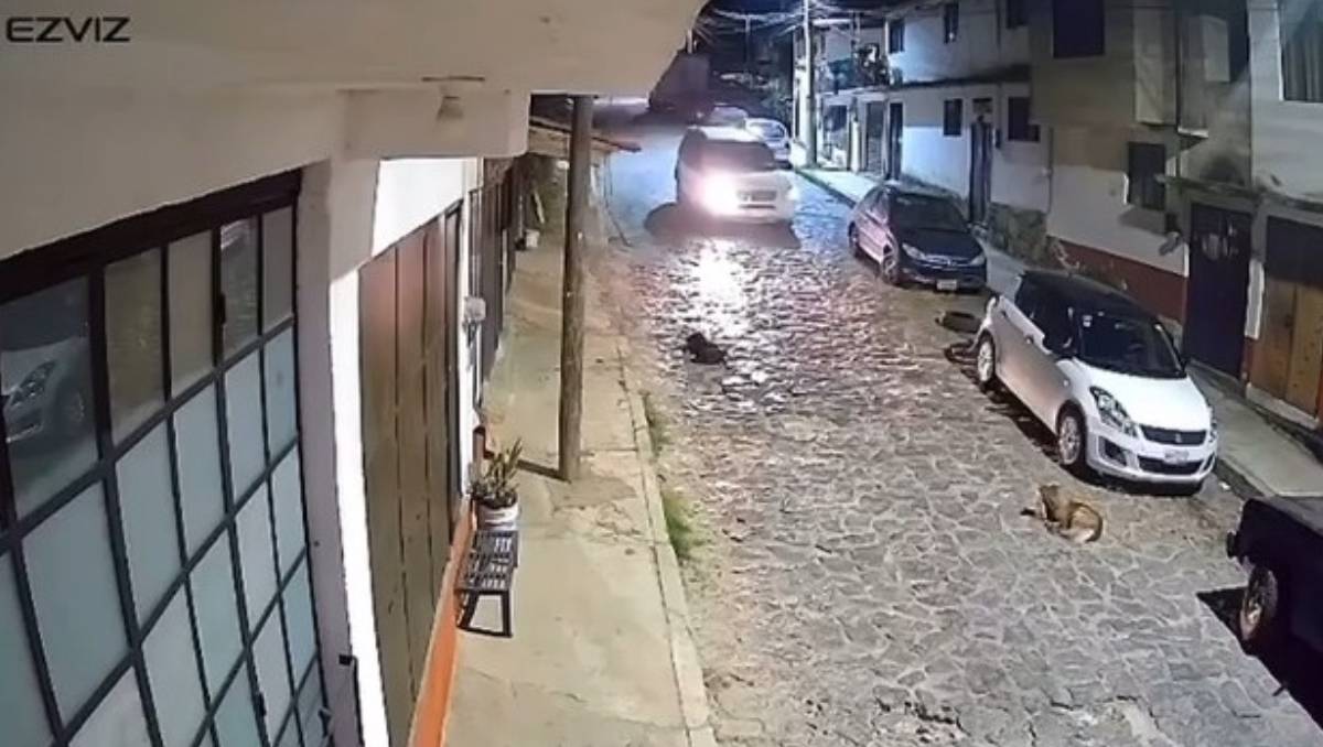 El operador de una camioneta blanca aparentemente apropósito atropelló a la perrita que dormía. Especial