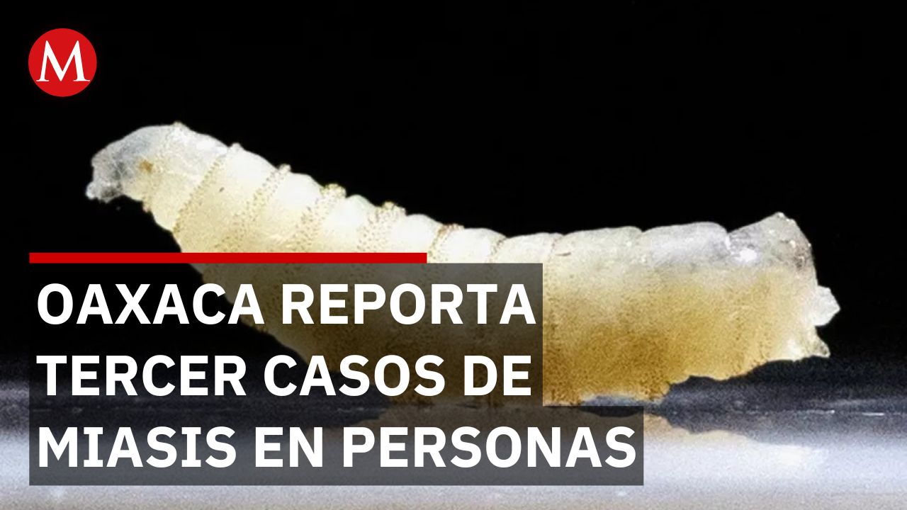 Confirman en Oaxaca el tercer caso de miasis en humanos por gusano barrenador