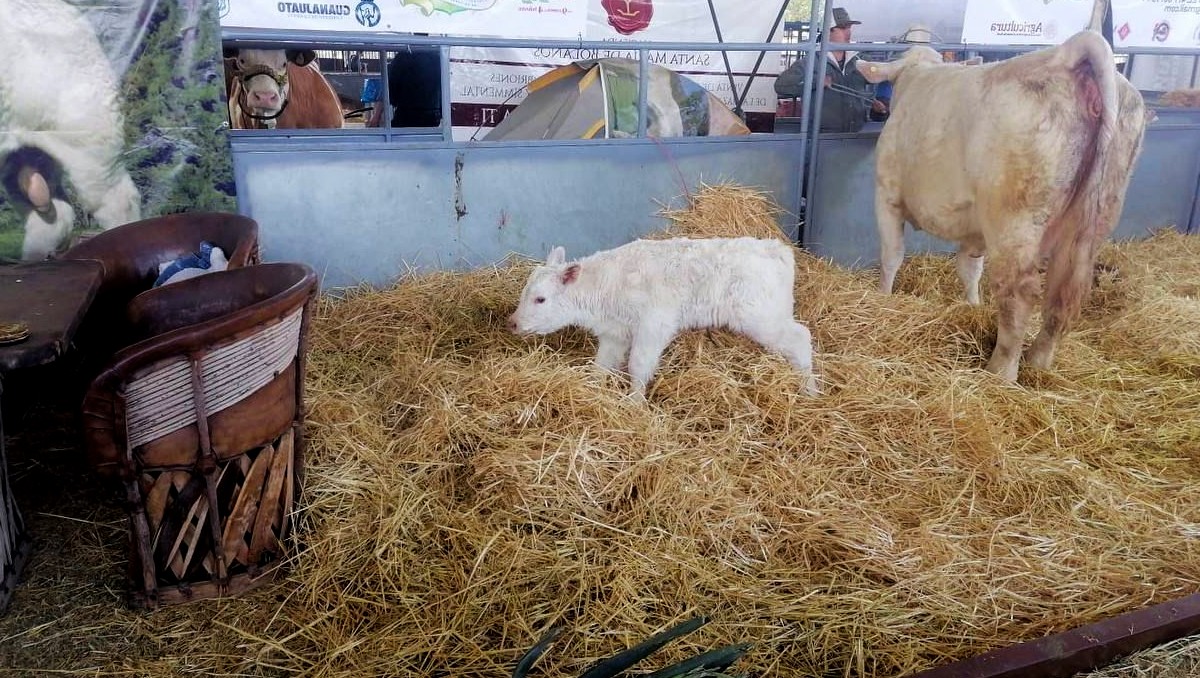 Feria de León 2026: nace vaquita en la Expo Ganadera | Especial