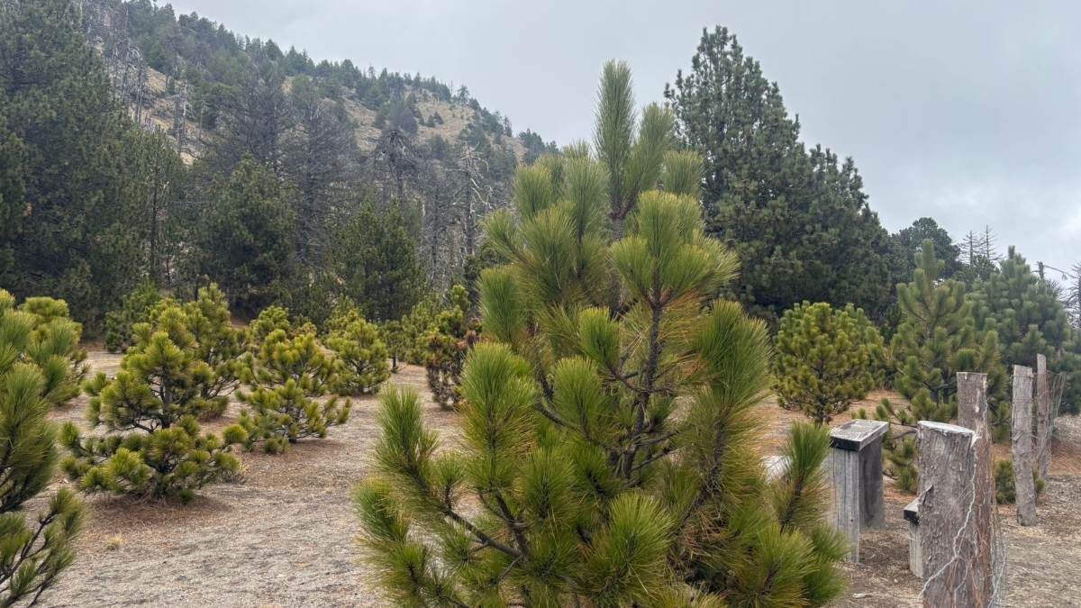 Las nevadas han disminuido en los últimos años debido al calentamiento global (Foto: Cortesía)