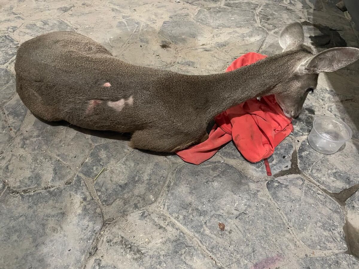 El animal se encontraba en estado de agotamiento