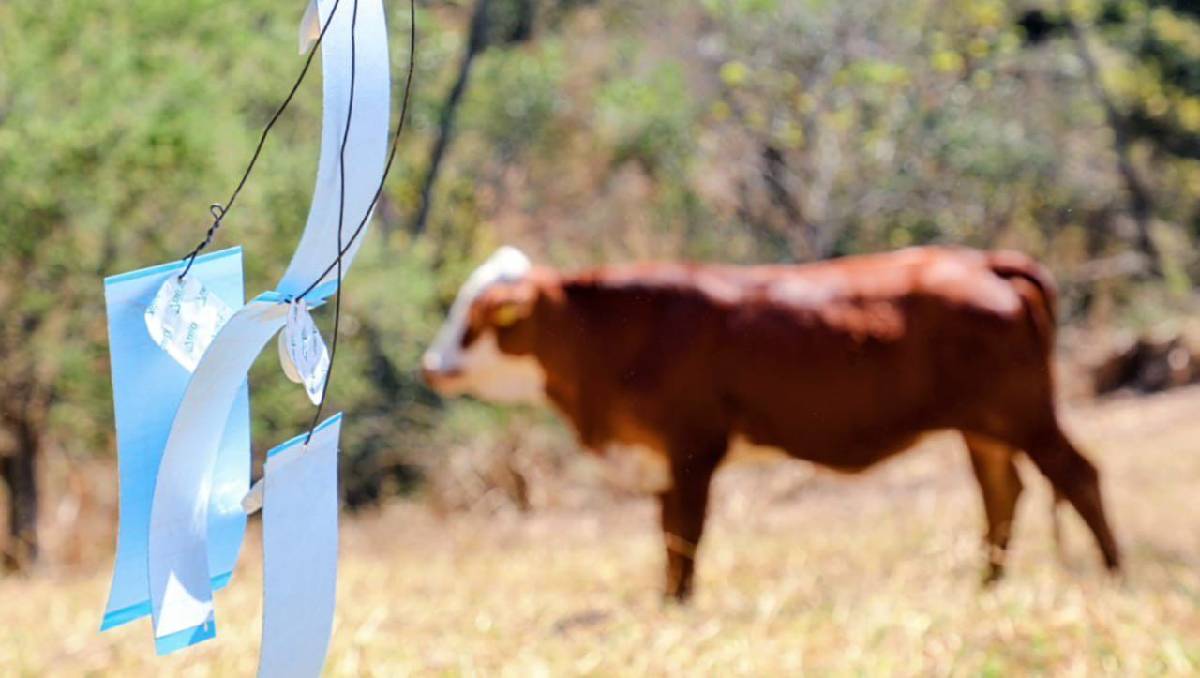 Habrá monitoreo en 18 municipios de Edomex ante aumento de casos de gusano barrenador. Foto: (Especial)
