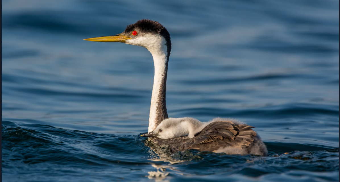 Una de las especies afectadas es el Zambullidor achichilique proveniente del norte del continente (Foto: Cortesía)