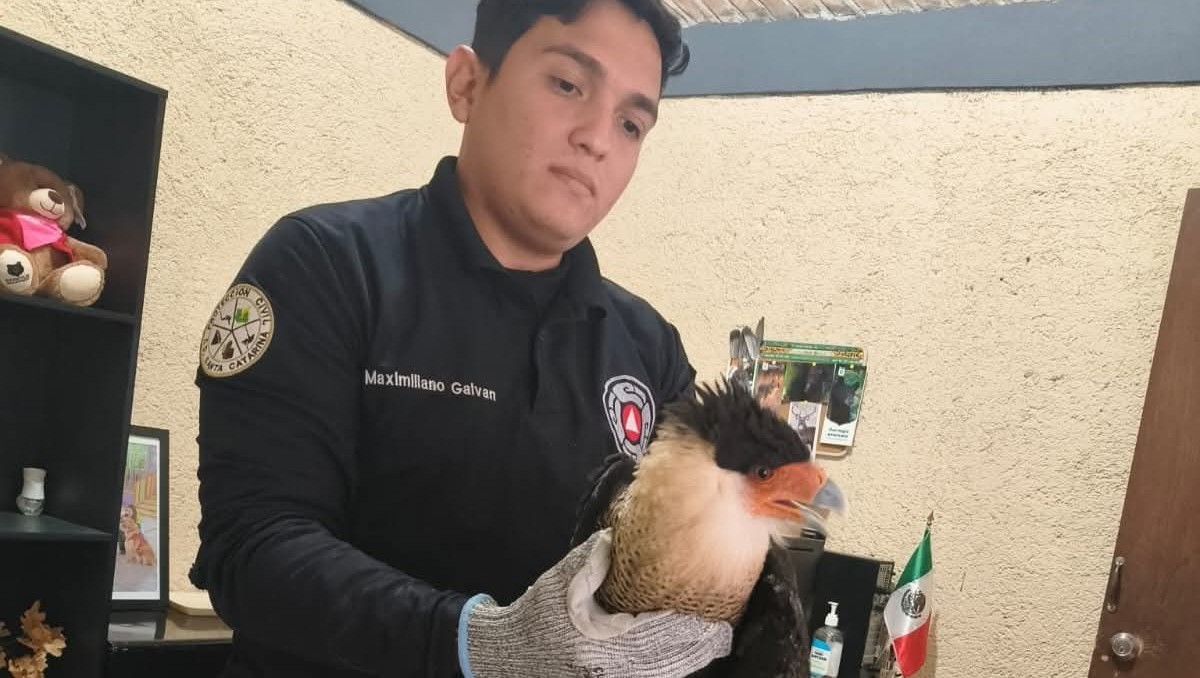 En el municipio es muy frecuente el encuentro con aves de gran tamaño, dijo el director de Jaguares. Foto: Especial
