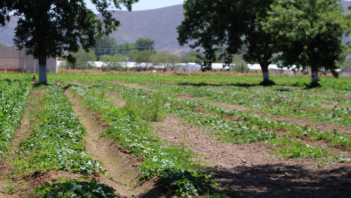 Siembras de chile en La Laguna. | Rolando Riestra