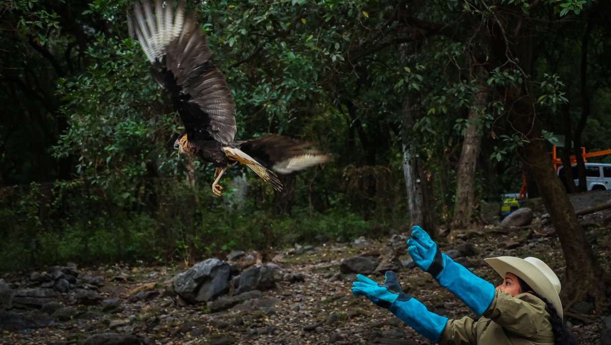 El ave fue liberada en el Parque Ecológico Charco Azul. Foto: Especial