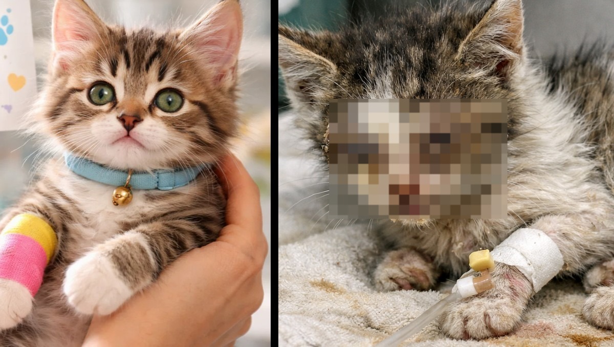 Esta enfermedad es viral y se transmite fácilmente entre los gatitos | IA Discover Milenio