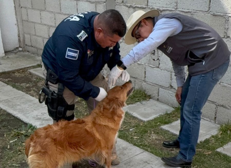 Perrita rescatada de maltrato. (Cortesía)