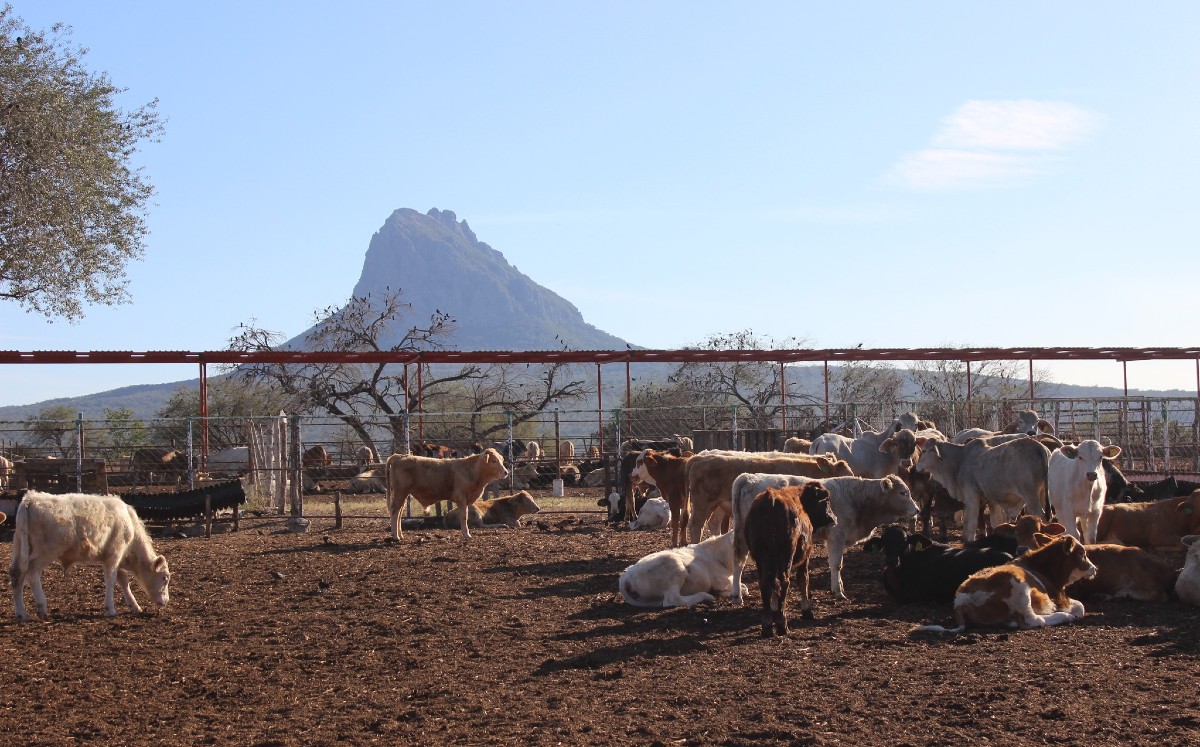 Al tener la plaga del gusano barrenador presente, aseguran que el panorama es más complejo en Tamaulipas.