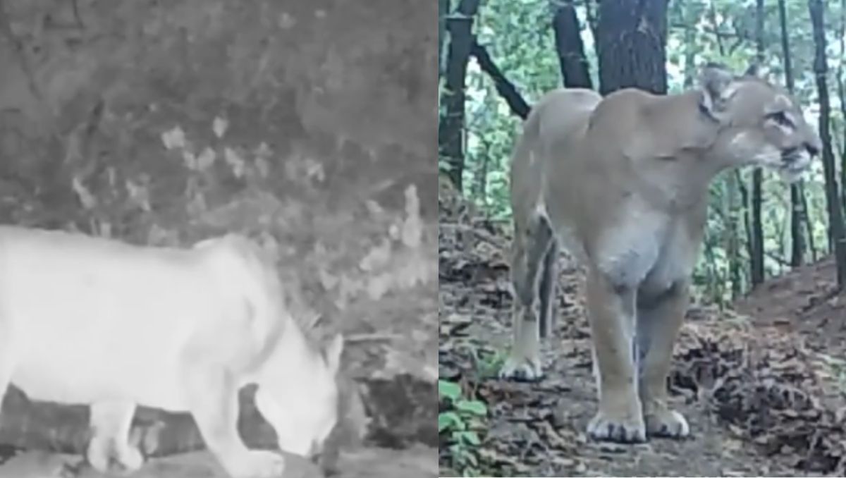El puma fue captado en video en el Parque Ecológico Chipinque. | Especial
