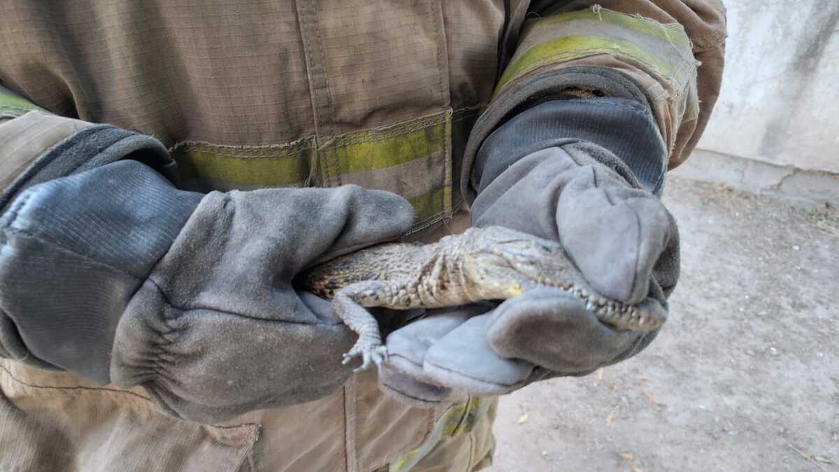 Se trata de un ‘cocodrilo moreletti’, aparentemente hembra. | Especial