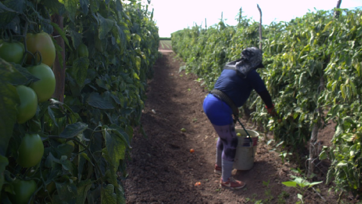 La sequía ha provocado que se hayan dejado de sembrar entre 100 mil y 200 mil hectáreas. | Especial