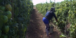 La sequía ha provocado que se hayan dejado de sembrar entre 100 mil y 200 mil hectáreas.