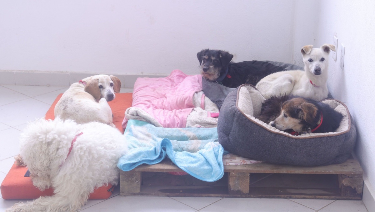 ¡Protégelas! Así puedes cuidar a tus mascotas de bajas temperaturas por el frente frío 33