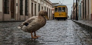 Buscan dar en adopción a pato atacado por un perro en Tampico