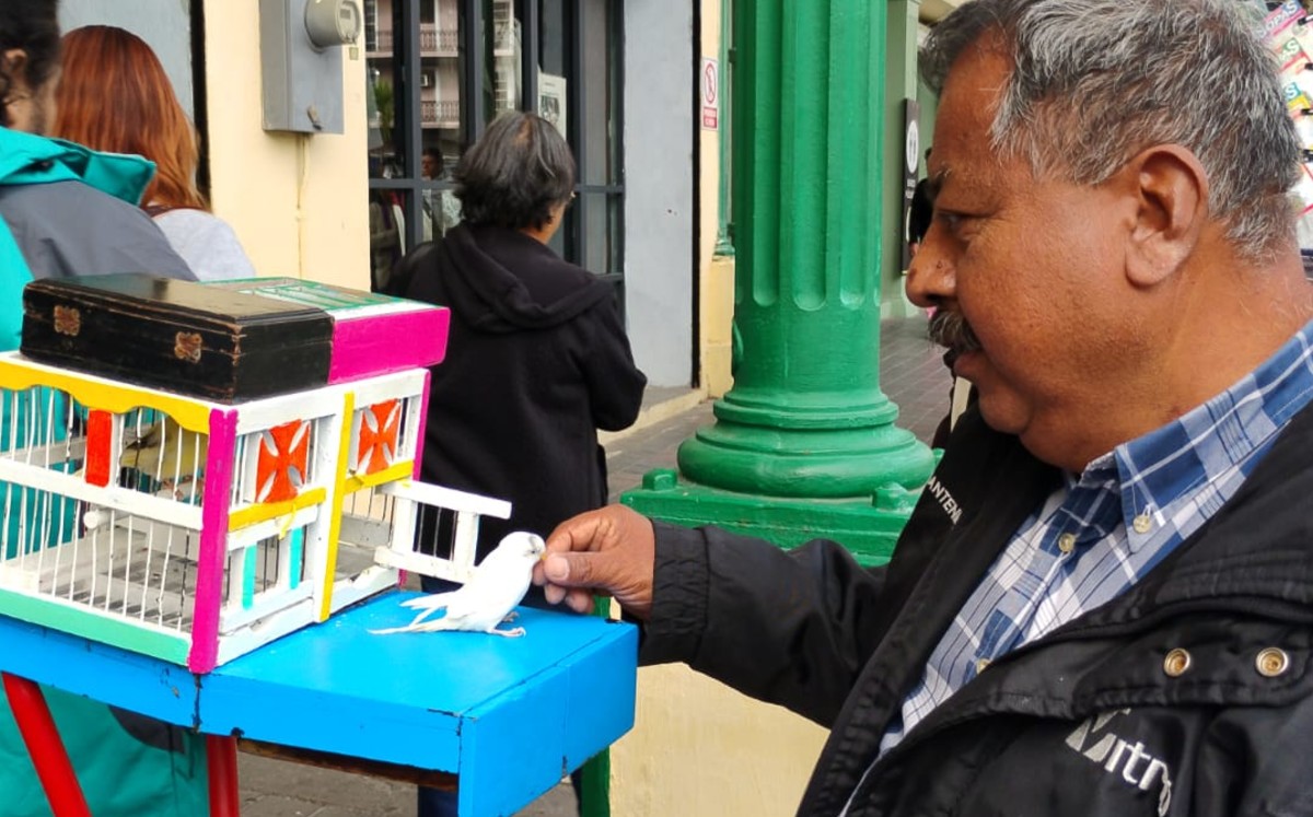 Los pajaritos son entrenados desde muy pequeños. | Sergio Sánchez