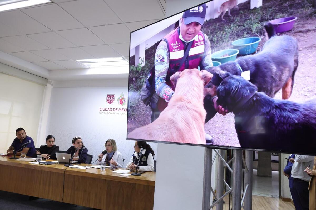 Nadine Gasman Zylbermann afirmó que suman 809 lomitos tienen alguna enfermedad o están delicados. (Foto: especial)