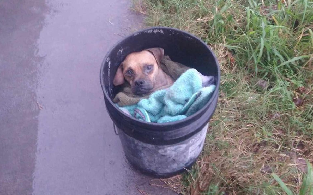 Perrito abandonado en una cubeta en Matamoros.