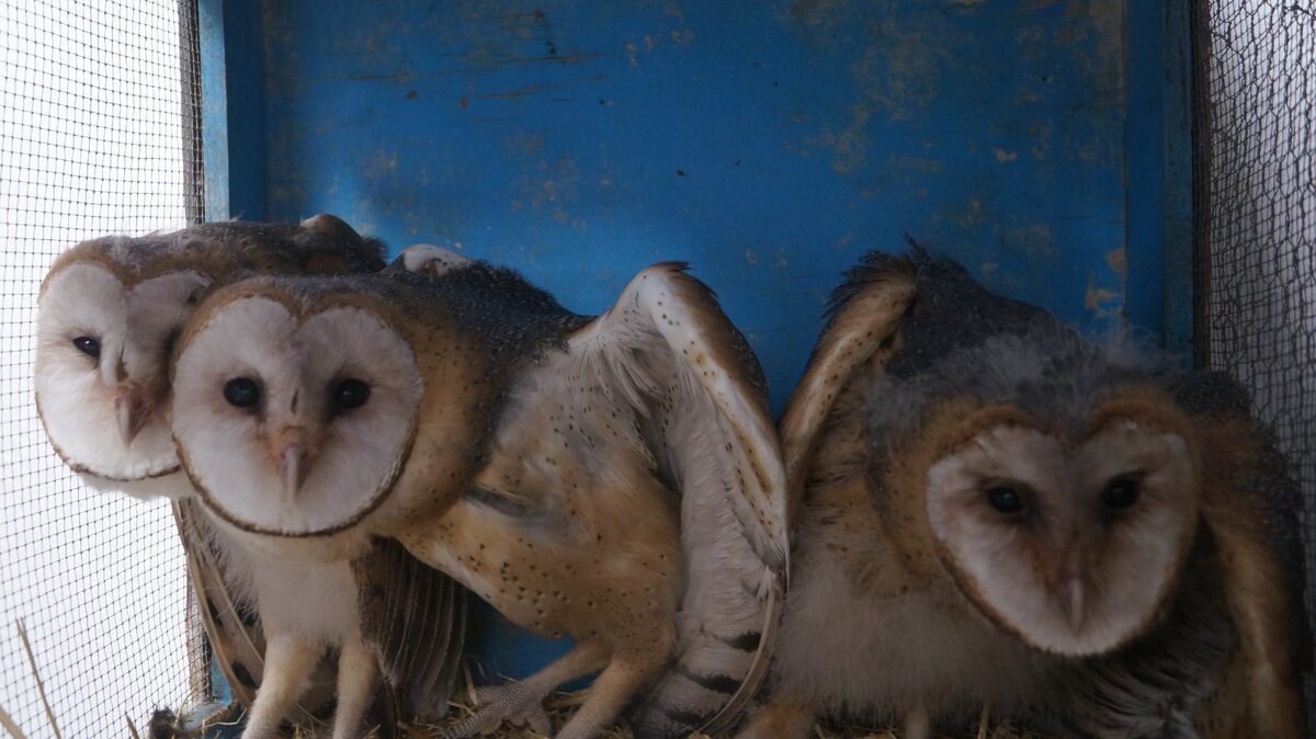 Temporada de lechuzas en Pachuca. (Especial)