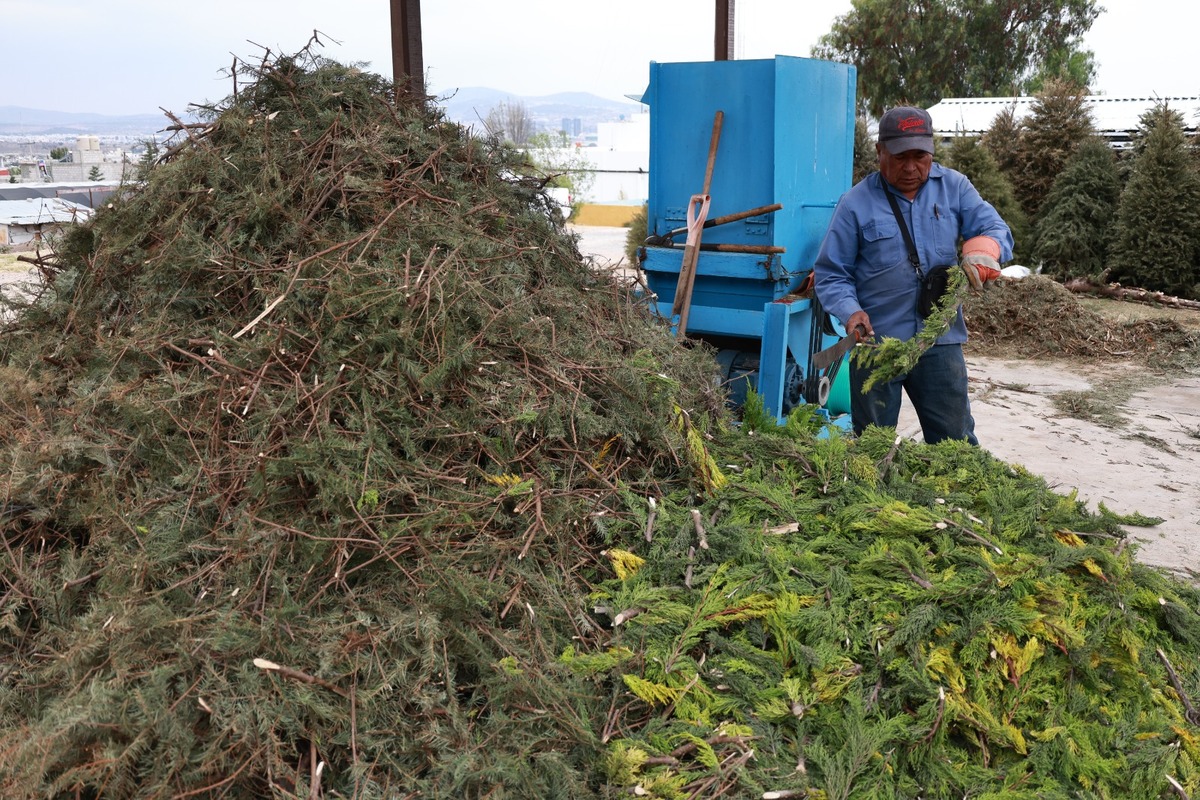 Acopio de arboles naturales. (Cortesía)