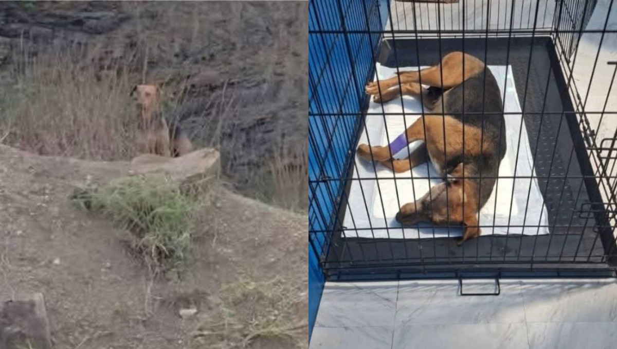 La perrita fue intervenida por veterinarios especialistas. | Especial