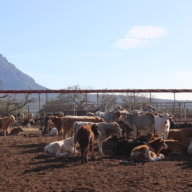 Al tener la plaga del gusano barrenador presente, aseguran que el panorama es más complejo en Tamaulipas.