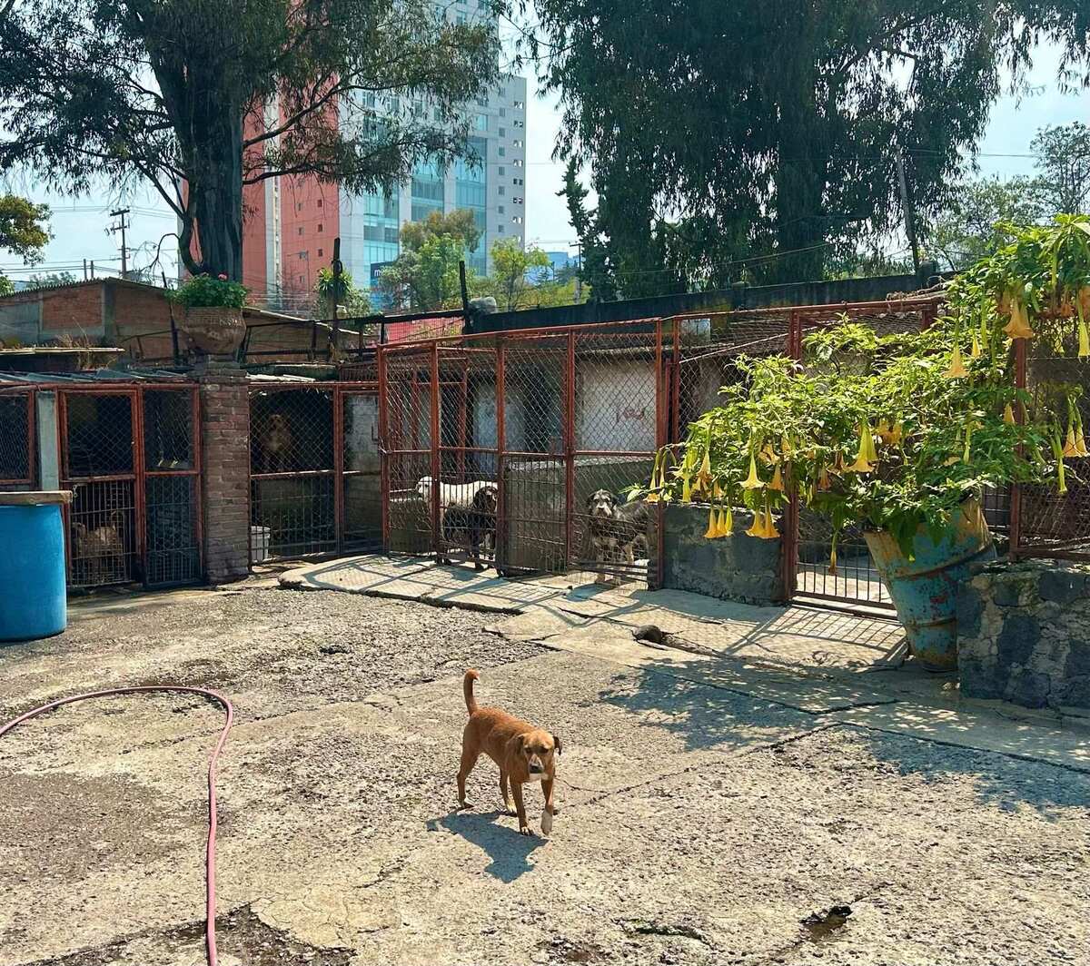 El Refugio Franciscano llegó a albergar a la manada más grande de la Ciudad de México | Especial