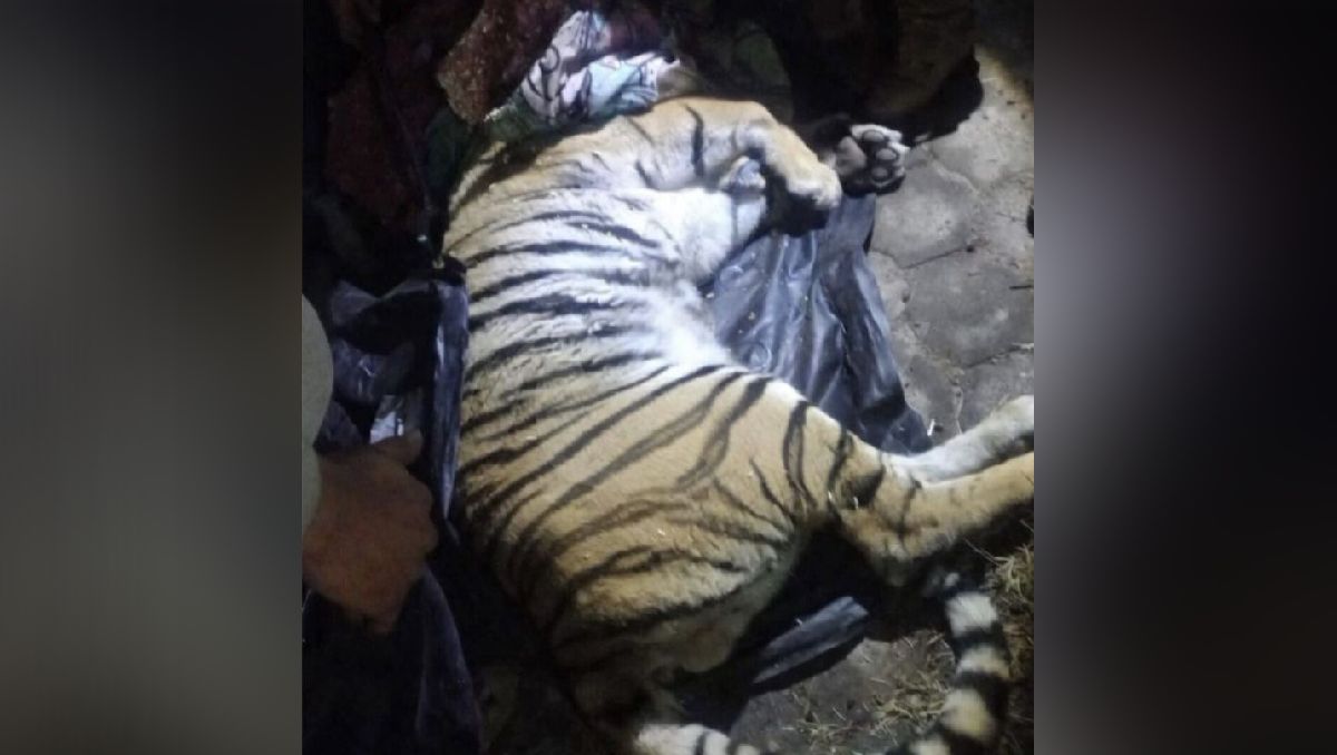 Tigre localizado será llevado a una unidad en Puebla. Foto: (Especial)