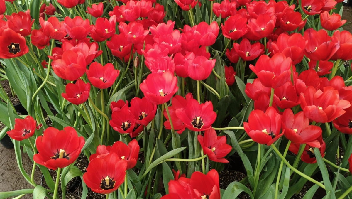 Atlixco impulsa la producción de tulipán holandés para 14 de febrero | Nancy Camacho