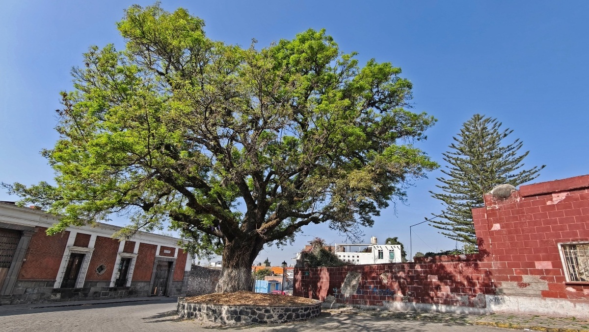 Árboles Patrimoniales, una iniciativa de reconocimiento en Puebla | Melanie Torres