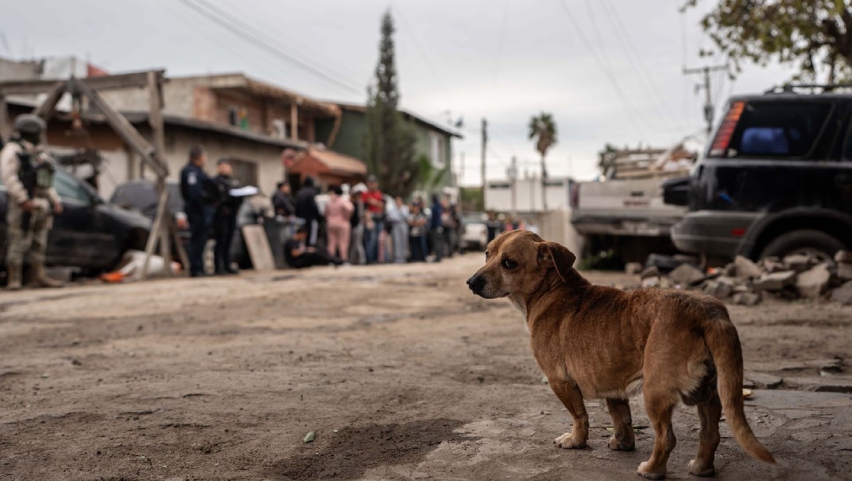 Conoce los números para denunciar el maltrato animal en los diferentes estados del país. | Cuartoscuro