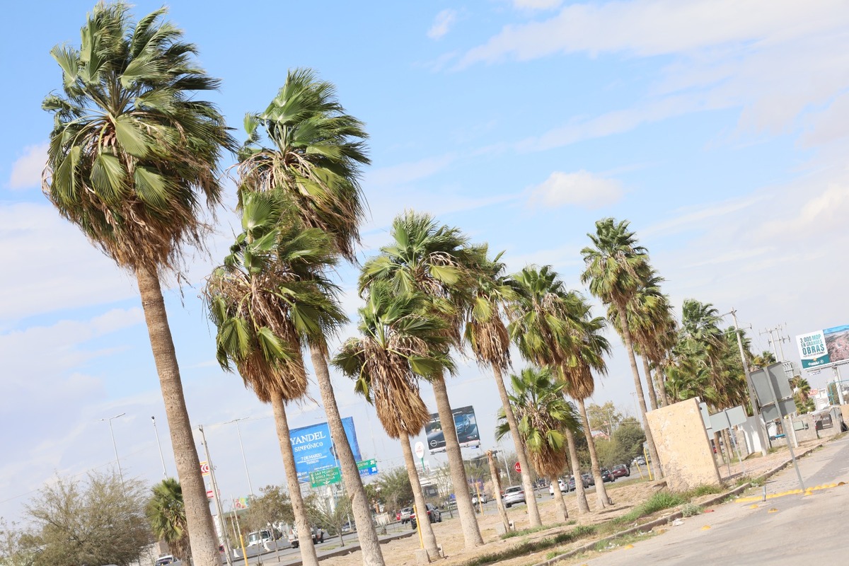 En MILENIO te decimos el pronóstico del clima en Saltillo, Torreón, Gómez Palacio y Lerdo para este domingo 25 de enero. | Verónica Rivera