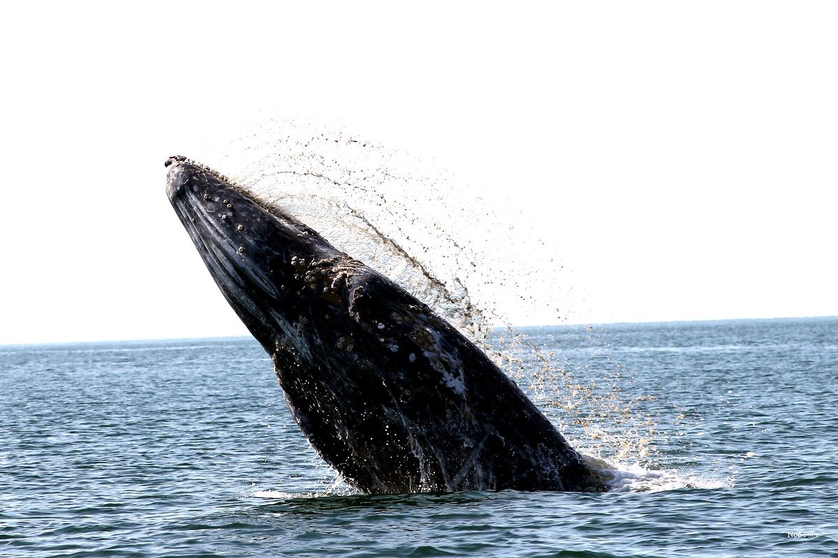 Ballenas grises en México: Conanp reporta solo 15 crías nacidas en Baja California Sur