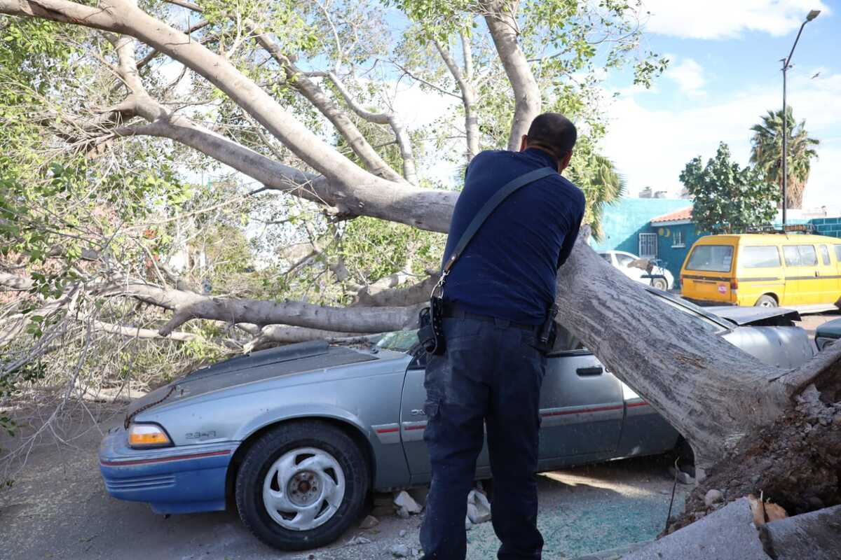 En Torreón, fuerte viento provoca caída de árbol sobre auto. | Milenio Policía