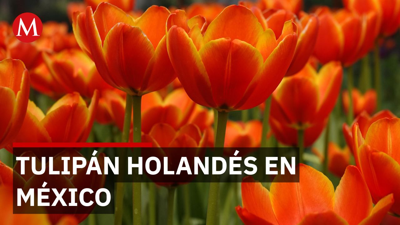 ¿Tulipán holandés en México? El secreto del clima frío en Puebla