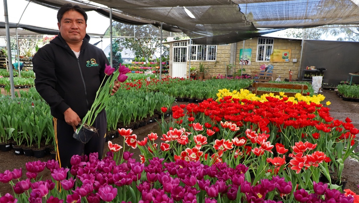 Tulipán holandés pinta de color y alegría calles de Atlixco, Puebla | Melanie Torres